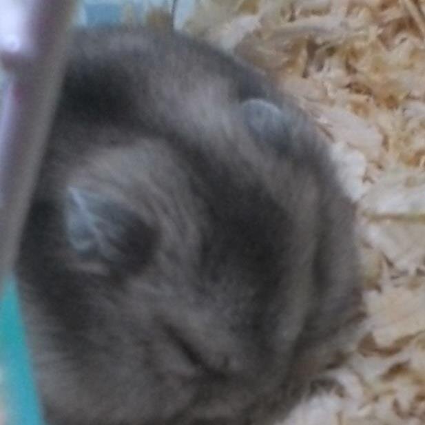 sasakiaika2000's profile picture. 佐々木藍佳/現役JC２年/ドM/いじめられるの大好き/処女/貧乳/ご主人様欲しい/えっちなことしか考えてない/いっぱい絡んでー