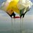 Skydiving_in_UA's profile image