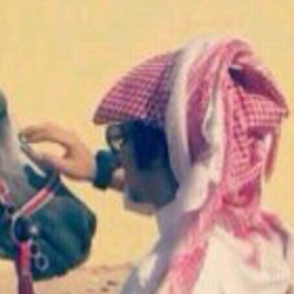 ذيب علئ الرجم عالي
