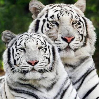 Aqui você encontra os maiores felinos, pássaros, carnívoros, herbívoros do mundo.