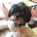 Teddy shih tzu - @Teddyshihtzu12 - Twitter