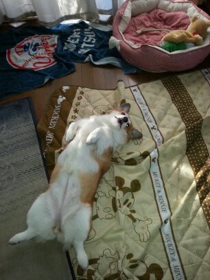 xenotime03021's profile picture. 呟きは結構少ないよ。でも、他の人の所へツイート観戦してる(°∀°)