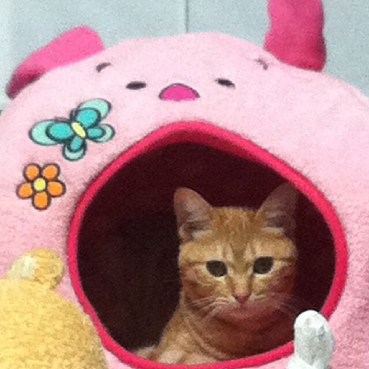 42SYAKA's profile picture. ライブBARぐるままGroovingmamagonです。 八王子生まれ八王子育ち、超微力で八王子を盛り上げ八王子を応援し隊と活動中