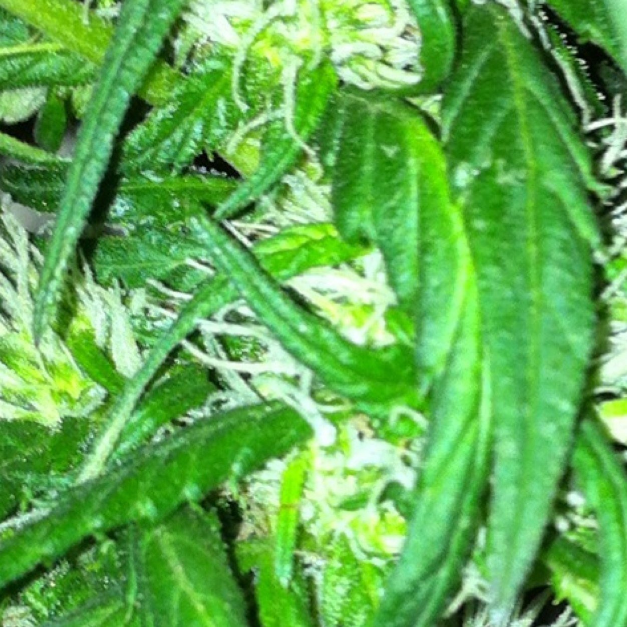 FacuCharman's profile picture. 