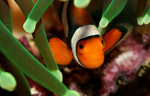 reefrus's profile picture. 