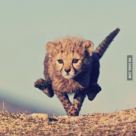 Kristeltt's profile picture. Alumni of LMU 🦁 WSU 🐆 and UT. Politics, investing, and athletics.