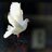 amony2422's profile image
