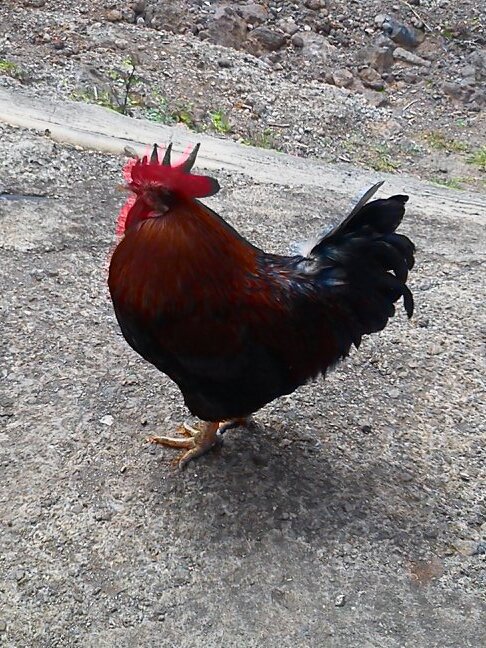 TnienteCaliente's profile picture. Entre mis múltiples facetas se encuentran las de bailaor flamenco, vendedor de aguacates, ninja de las artes marciales...letales, Teniente Alemán-Soviético...