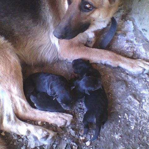 i love cats and dogs