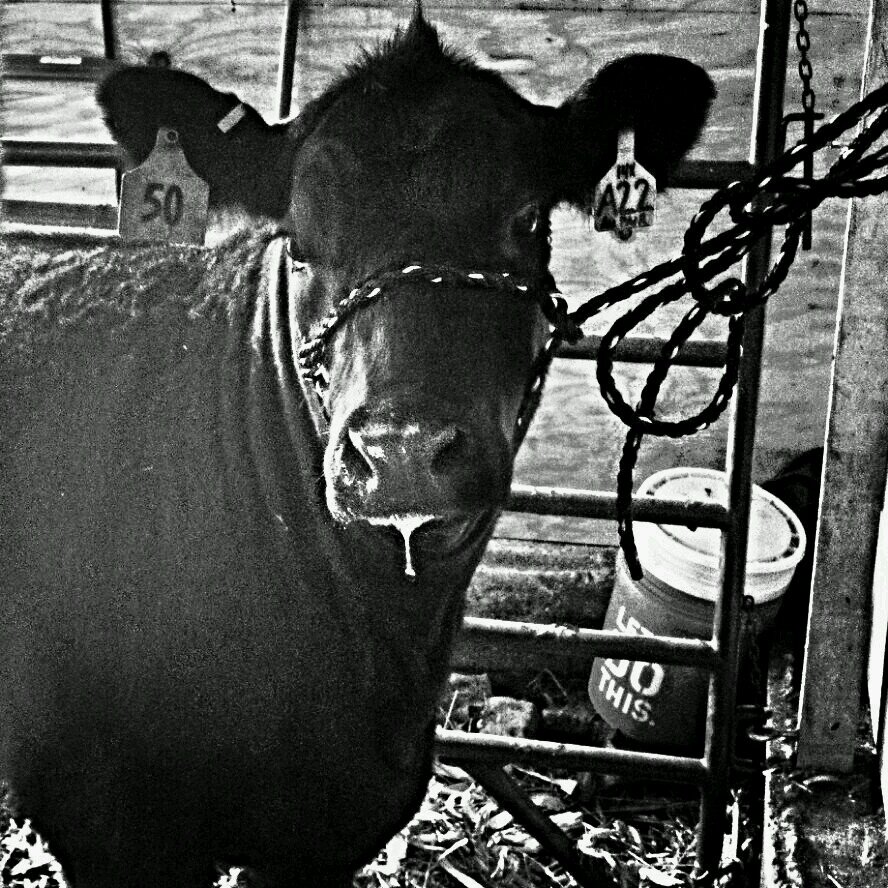 just two kids, livin' the farm kid dream, workin' cattle & runnin' horses