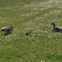 Adam (@ibroxmassive) 's Twitter Profile