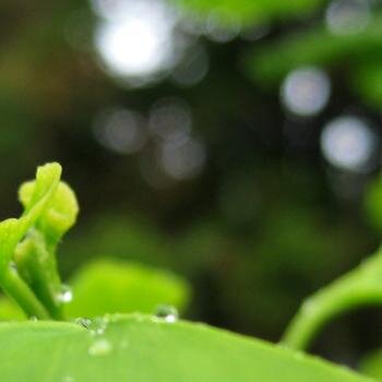 RedDarter's profile picture. blogger and urban gardener  #EveryoneCanBeAnUrbanGardener