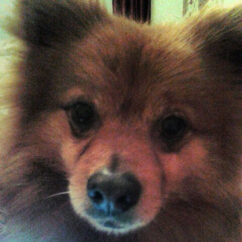 elliec134's profile picture. Love sports especially basketball ,football and netball everton fan til I die ♥ I follow back x