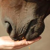 Spreading my knowledge of Equine Nutrition. Equine Science major. BAREFOOT & BITLESS.
