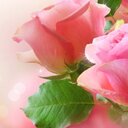 Ayesha Rahim - @AshuRahim - Twitter