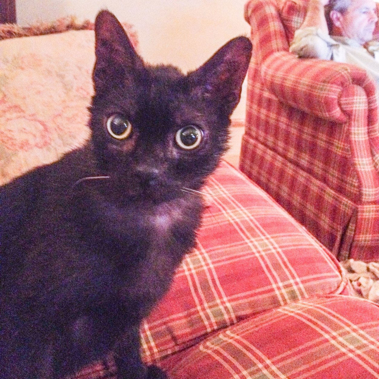 Cat_Called_Boo Profile Picture
