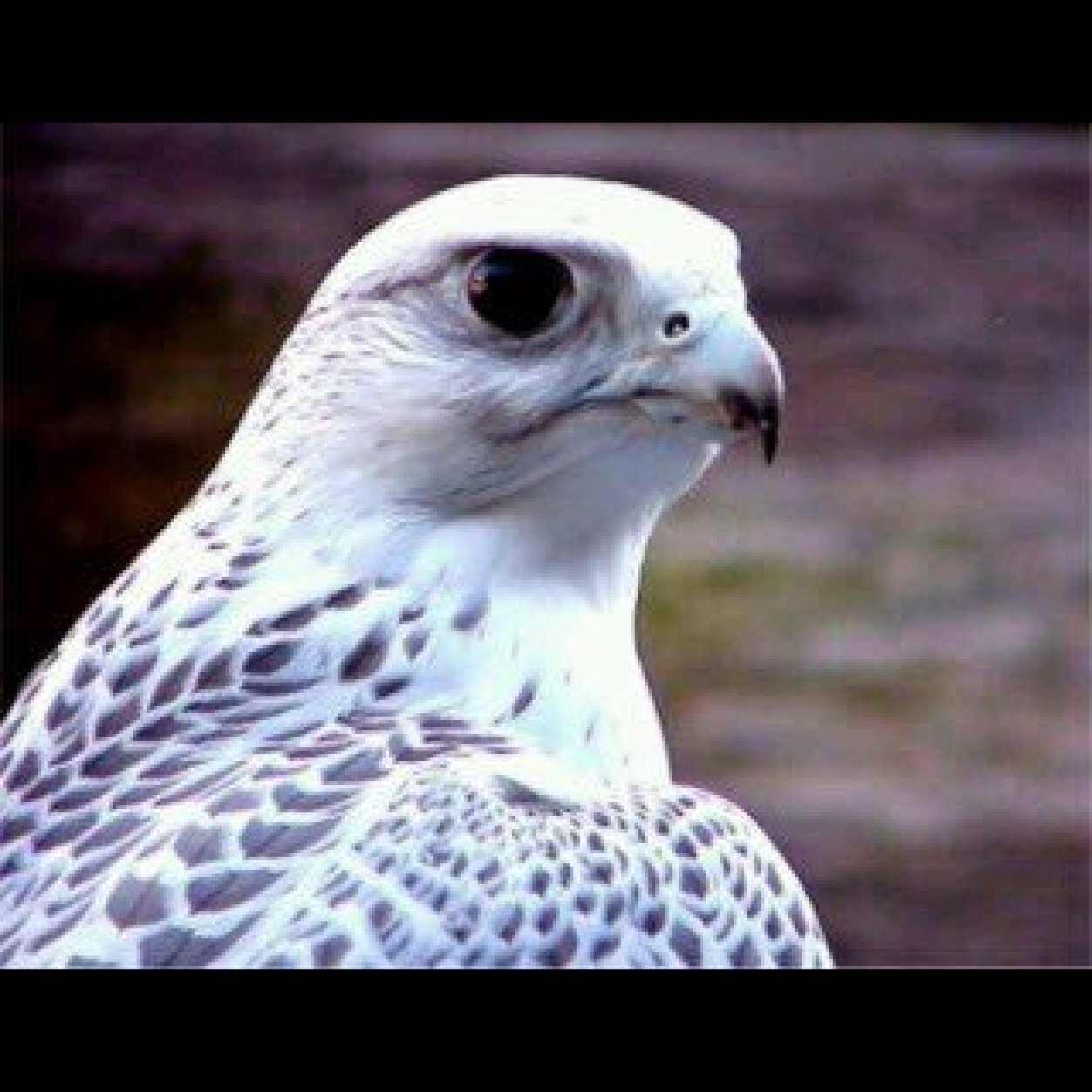 Sltaaanalajmixx's profile picture. ربعي ضنا مرزوق لاراحت ولاجات-يقلط علي جمع العدا خيالها