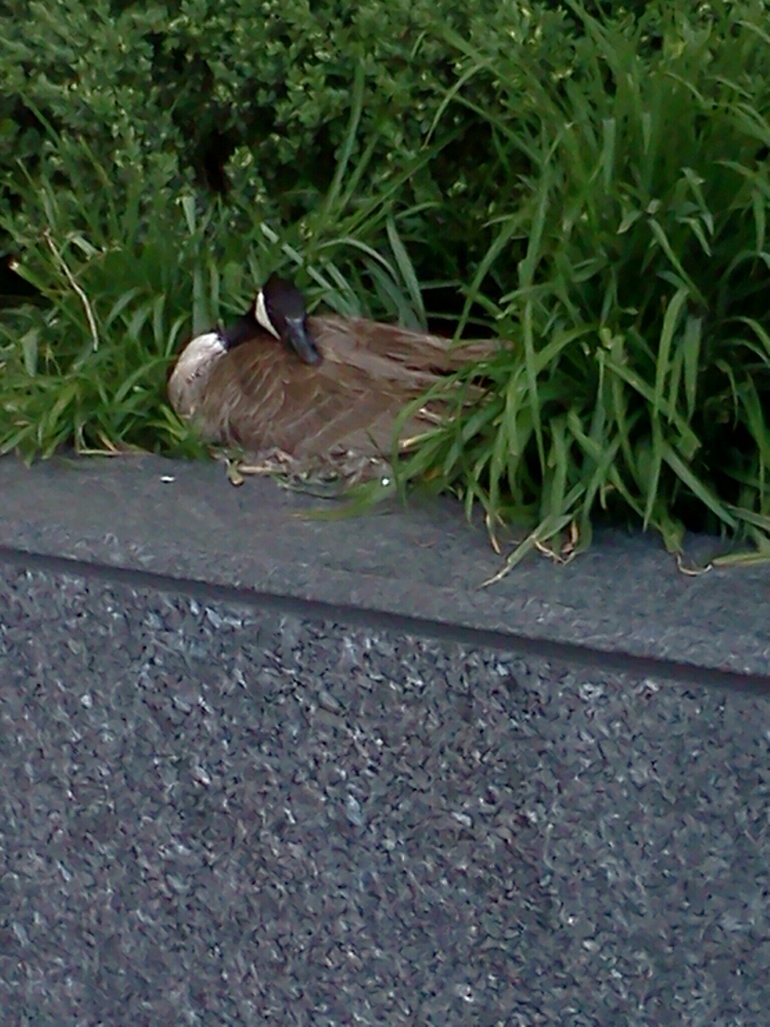 Michicanna's profile picture. Simply Striving For Success