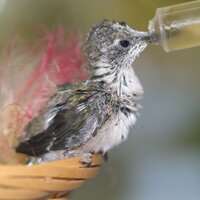 Wild Care, Inc. (@wildcarecapecod) 's Twitter Profile