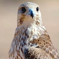 عشيرة السويد (@naif_shmmr1) 's Twitter Profile