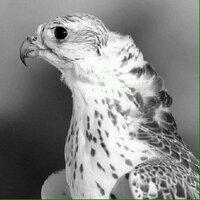 grnas515 (@grnas515) 's Twitter Profile