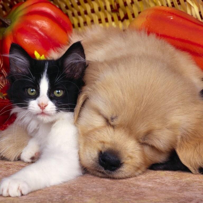 USPetSuperstore's profile picture. Launched May 2014.  Offering the best pet goods delivered directly to your door!  Fellow animal lovers with frequent articles, videos and info.