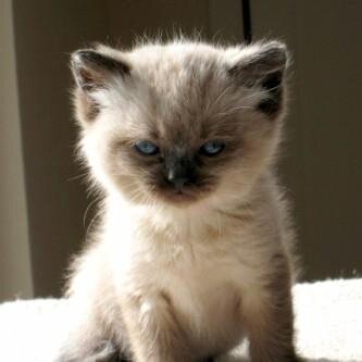 chelo_net's profile picture. 