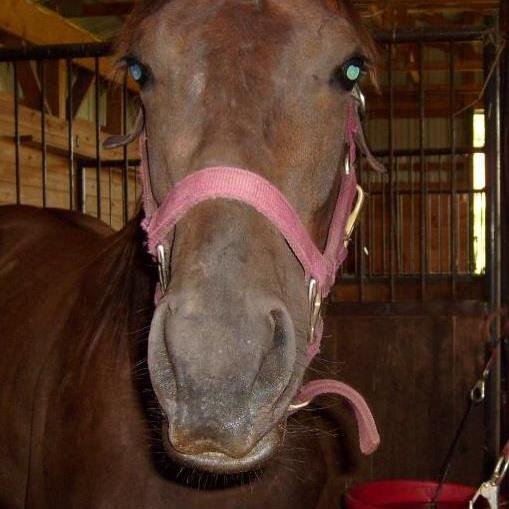 Horse Trainer/Exercise Rider