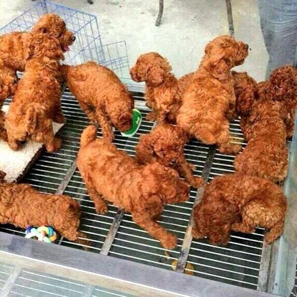 puppiesorchickn's profile picture. Trying to answer life's biggest question: Is this a picture of puppies or fried chicken?