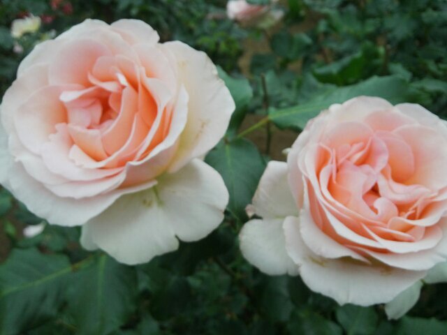 eiffeltower315's profile picture. 