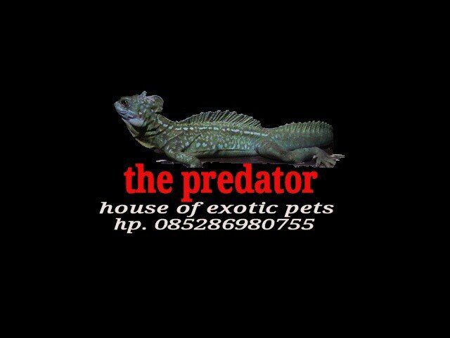 Gcthepredator's profile picture. sale exotic reptile seperti varanus, lizard, snake, dan insect. ph/wa : 08889945953 pin : 2690c34f
