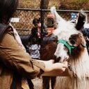 amber_liang - @liang_AAA - Twitter