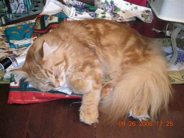 tericats8's profile picture. Curiosity 9/05 to 1/14. Forever in mom's heart.