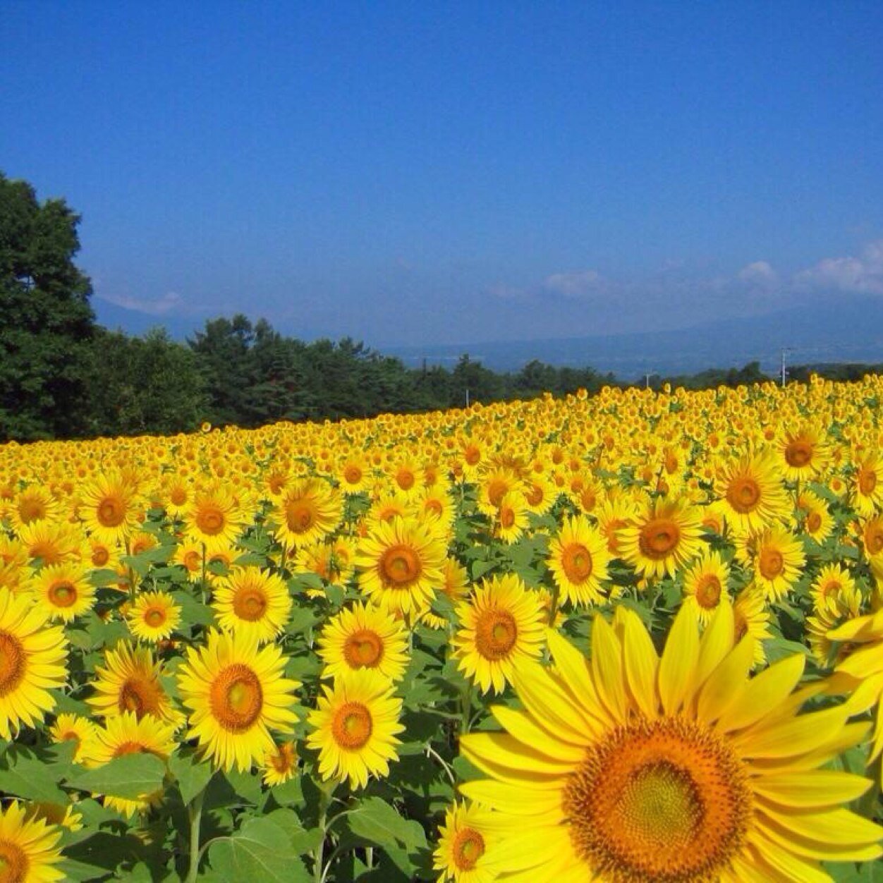 日本の夏の風景写真 Summer Photo Twitter