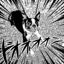 Lisa Volpe - @foxbearcat - Twitter