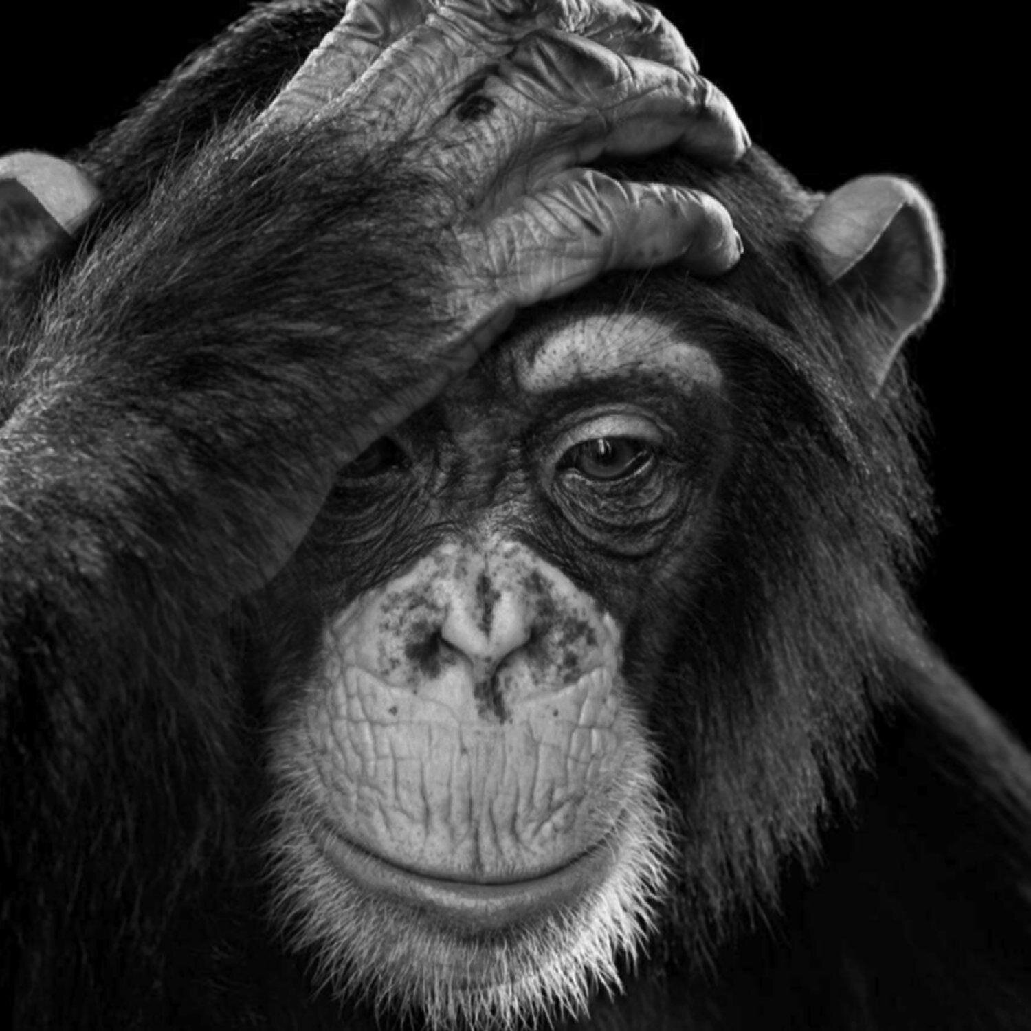 nukewire's profile picture. The 2017 Definition of Insanity Award Goes To... Everyone - For Believing All The Lies We've Allowed The Bastards To Sell Us