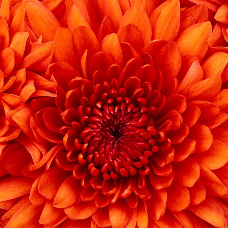 NellaNessun's profile picture. 