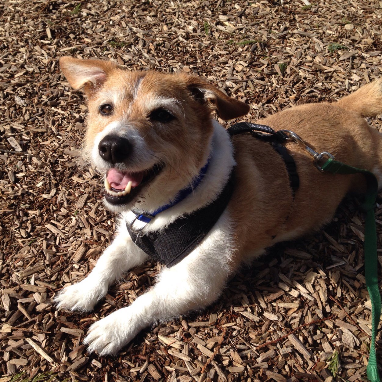 I'm half Corgi and half Jack Russell, so they call me a CoJack! I'm full of love, cuddles and fun times! @MammaBearAli is my person! RIP Matty. 2005-2016
