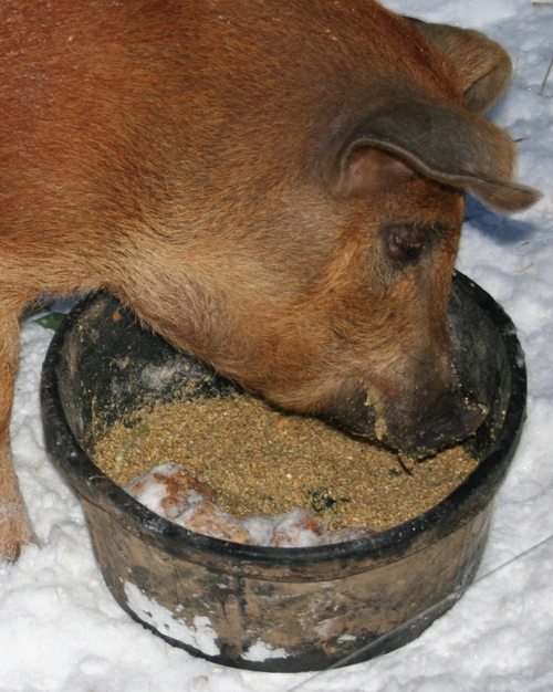 I'm a food-systems consultant, journalist, goose farmer, and chef in Northern Vermont.