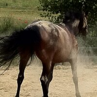 Pfridolin Pferd (@pfridolinpferd) 's Twitter Profile