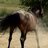 pfridolinpferd's profile image