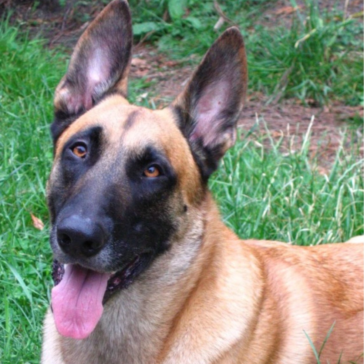 Im Rocky a Belgian Malinois. I am a scent dog that works at the airport to sniff up ilegal food and other stuff. (Male.True hearts club.Shire Pack)