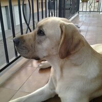 ajgtorroella (@assumpcij) 's Twitter Profile