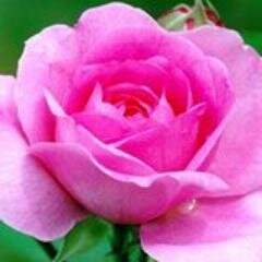 sheertal's profile picture. 