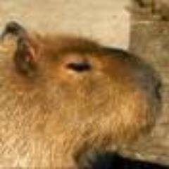 カピバラ好きさんのプロフィール画像