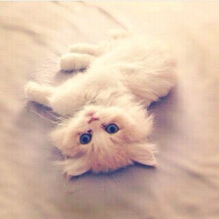 I7nanToto's profile picture. 