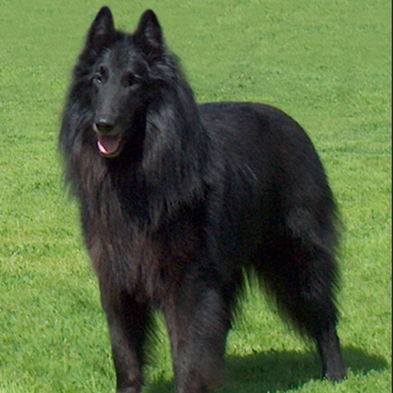 Yo! Im Austin a Belgian Shepherd i am an assistance dog. Im a friendly male im apart of the true hearts club and apart of the Shire Pack...male single