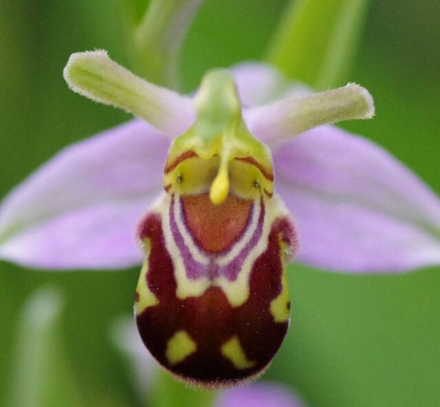 Wild_Ham_and_P's profile picture. Sharing sightings & soundings of wildlife around Ham & Petersham