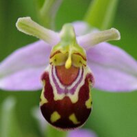 Wildlife in Ham&P (@wild_ham_and_p) 's Twitter Profile