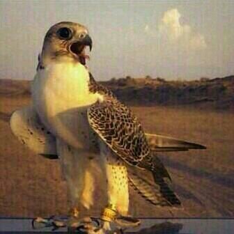 Baadi_511's profile picture. 